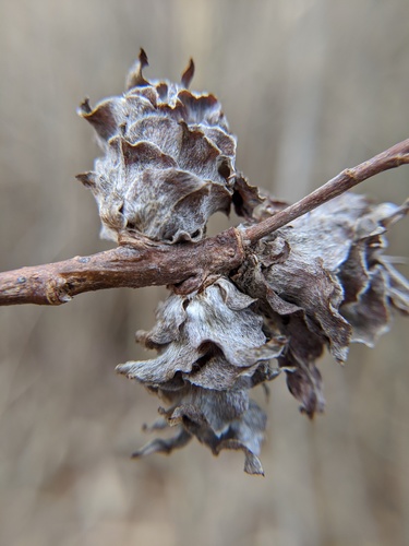 Willow Rosette Gall Midge photo 4