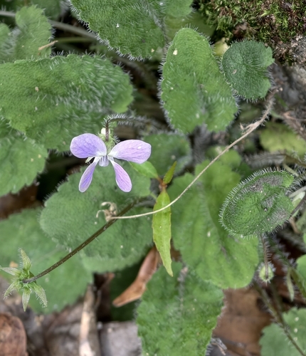 Viola diffusa, 2026-04-27