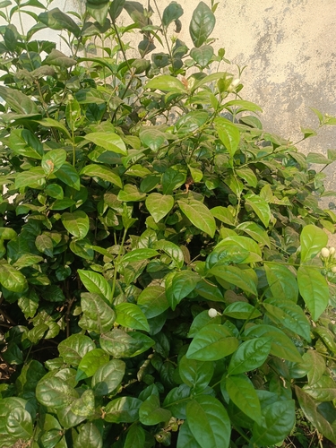 Chloranthus spicatus iNat (1)
