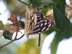 Myscelia cyaniris cyaniris