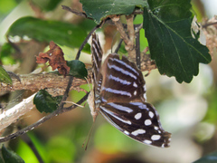 Myscelia cyaniris cyaniris