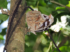 Myscelia cyaniris cyaniris