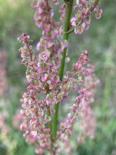 Rumex hastatulus iNat (2)