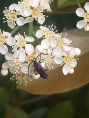Pseudostrangalia cruentata