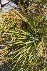 Aciphylla colensoi