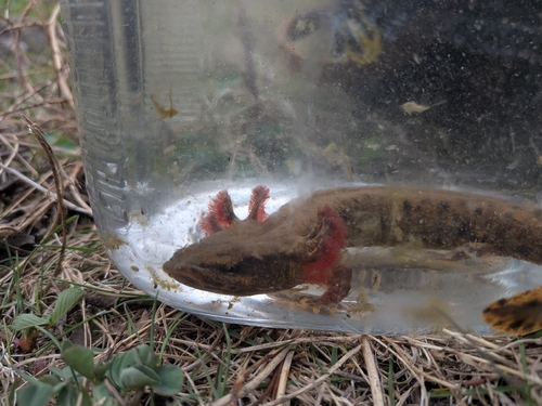 Common Mudpuppy observed by emmaehrenfeld