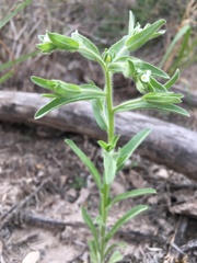 Lappula occidentalis occidentalis