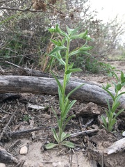 Lappula occidentalis occidentalis