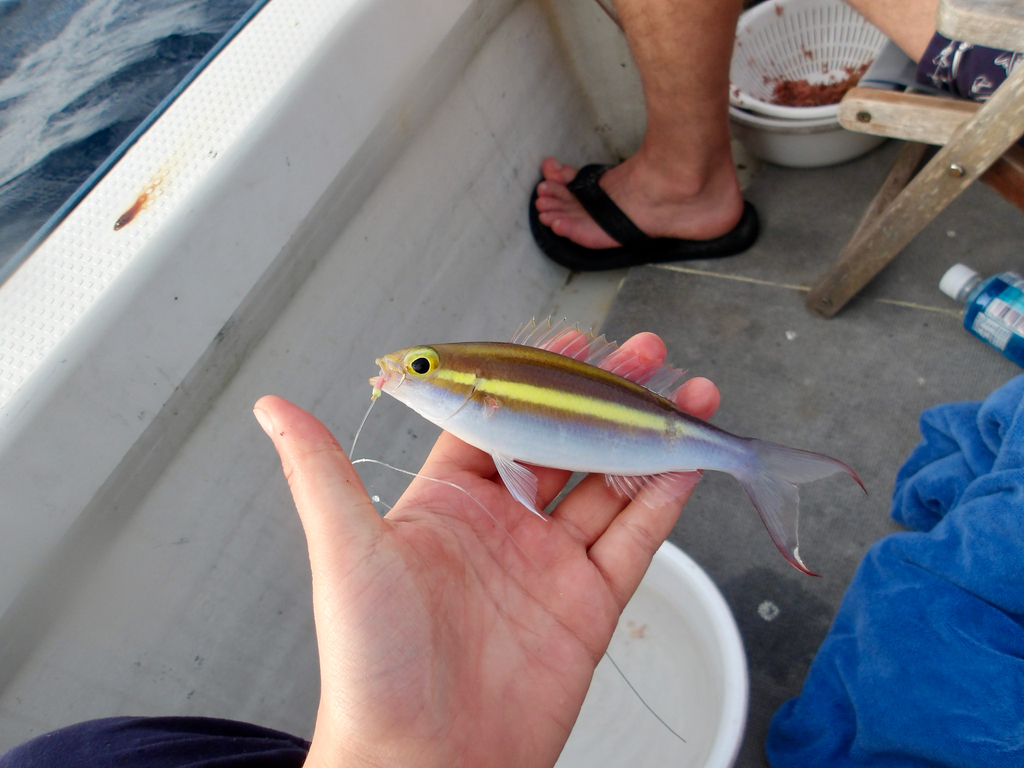Hondsdraadstaart (Pentapodus caninus) — Nemipteridae