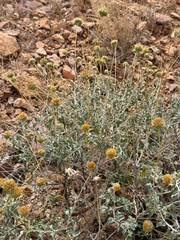 Encelia virginensis, photograph (c) CK2AZ, some rights reserved (CC BY)