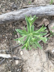 Lappula occidentalis occidentalis