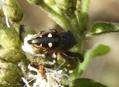 Dendryphantes zygoballoides