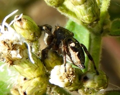 Dendryphantes zygoballoides
