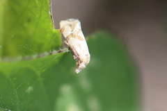 Platphalonidia