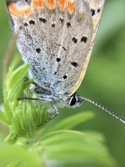 Lycaena phlaeas daimio