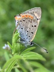 Lycaena phlaeas daimio