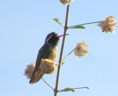 Basilinna xantusii