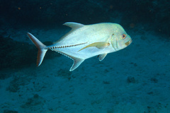 Caranx lugubris