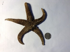 Asteriidae