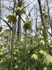 Fritillaria thunbergii