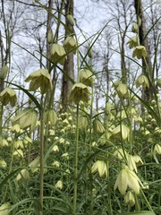 Fritillaria thunbergii