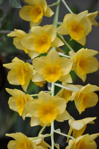 Dendrobium griffithianum