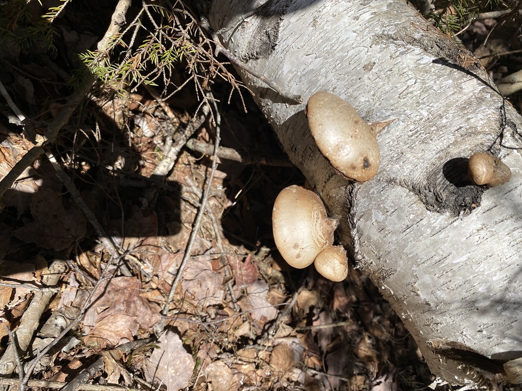 Fomitopsis betulina · April 2026 · photo: © pei-ott (iNaturalist, cc-by)
