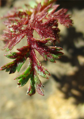 Synchytrium papillatum