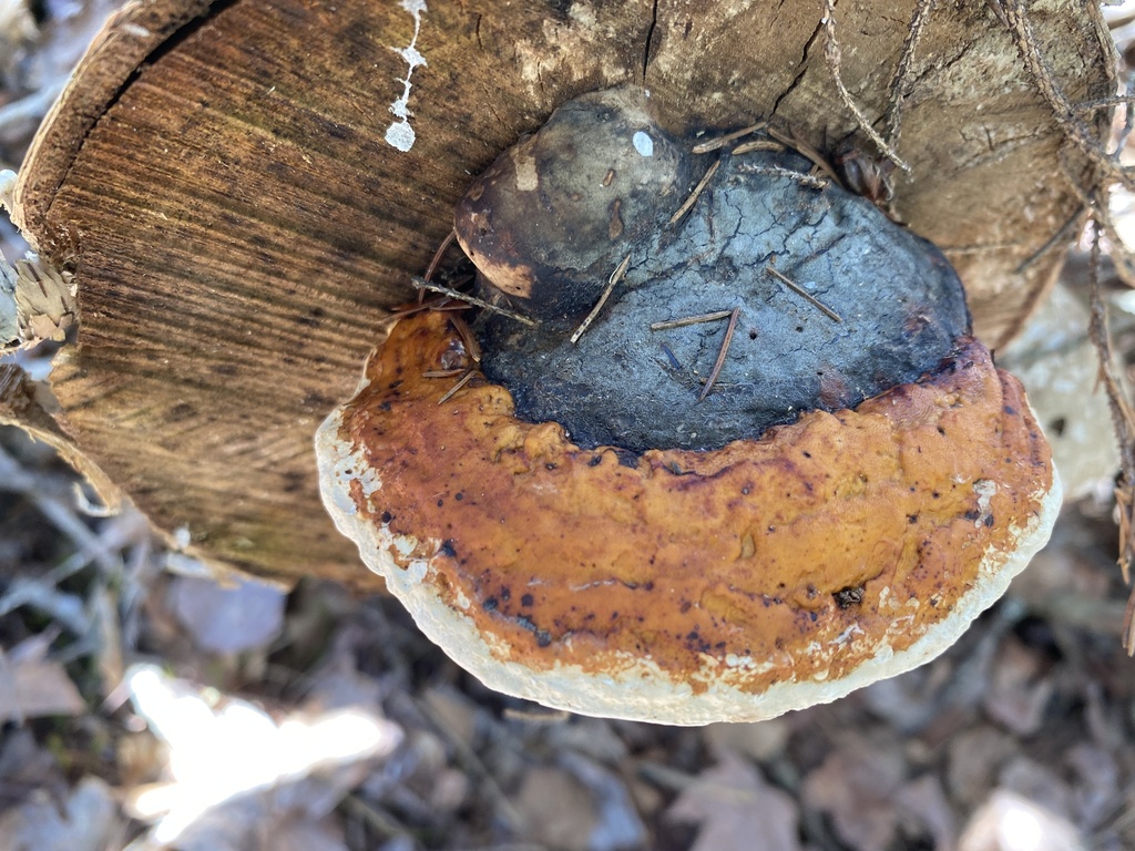 Fomitopsis mounceae · April 2026 · photo: © pei-ott (iNaturalist, cc-by)
