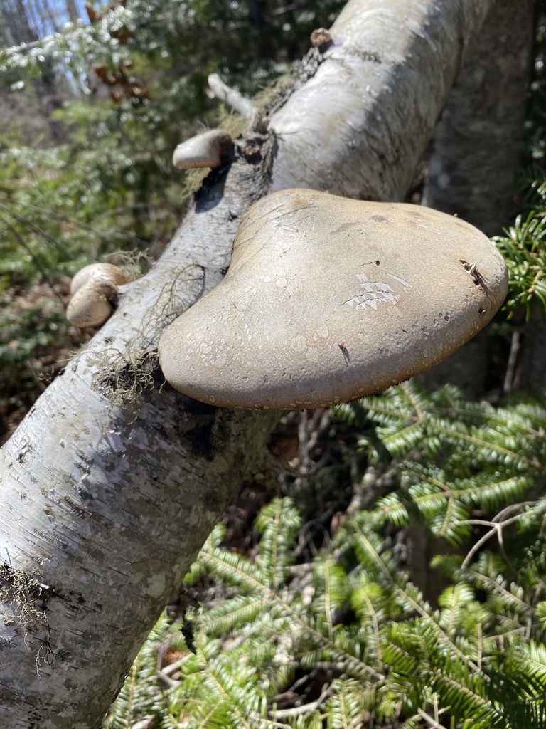 Fomitopsis betulina · April 2026 · photo: © pei-ott (iNaturalist, cc-by)