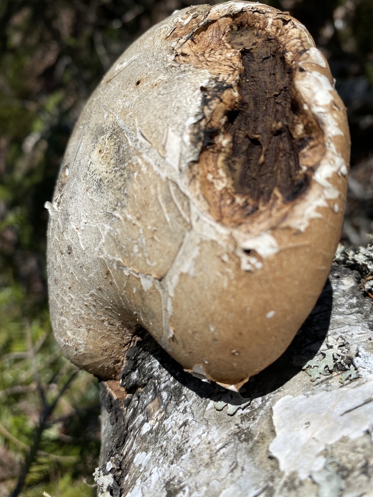 Fomitopsis betulina · April 2026 · photo: © pei-ott (iNaturalist, cc-by)