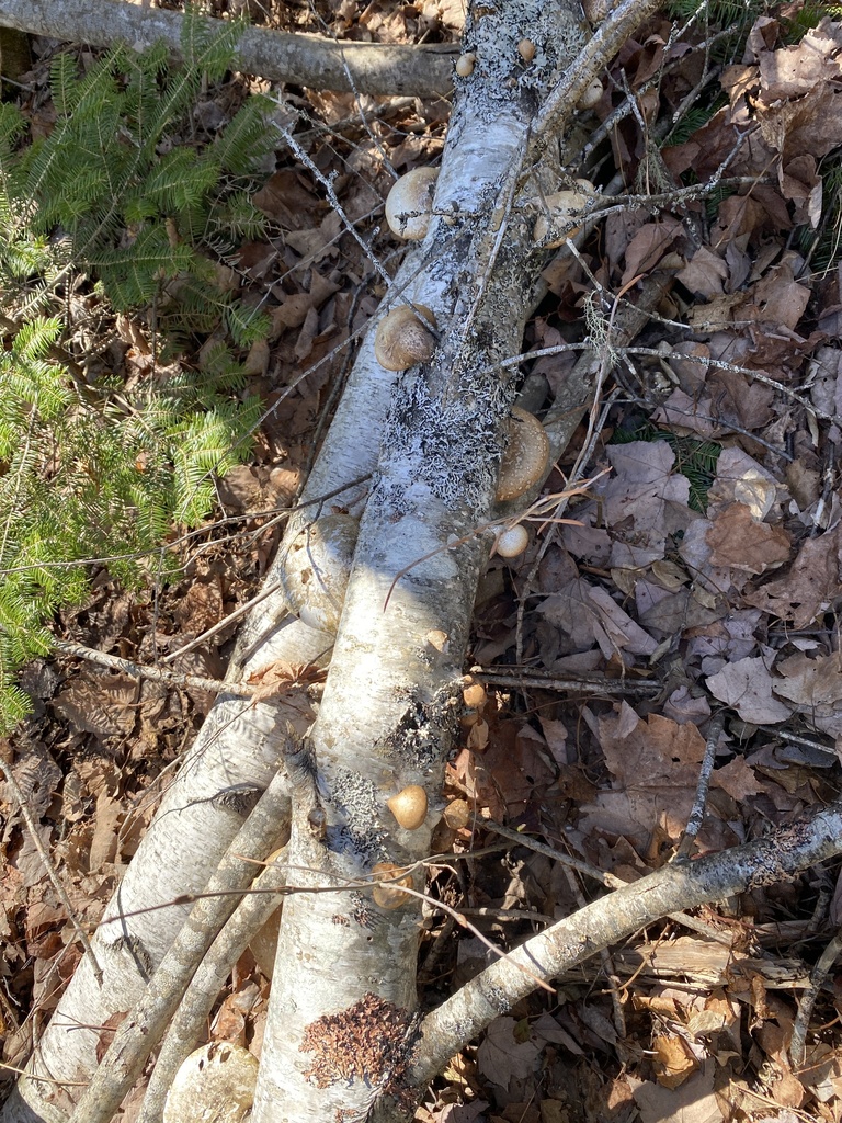 Fomitopsis betulina · April 2026 · photo: © pei-ott (iNaturalist, cc-by)