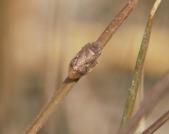 Lepyronia angulifera