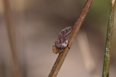 Lepyronia angulifera