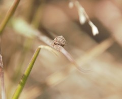 Lepyronia angulifera