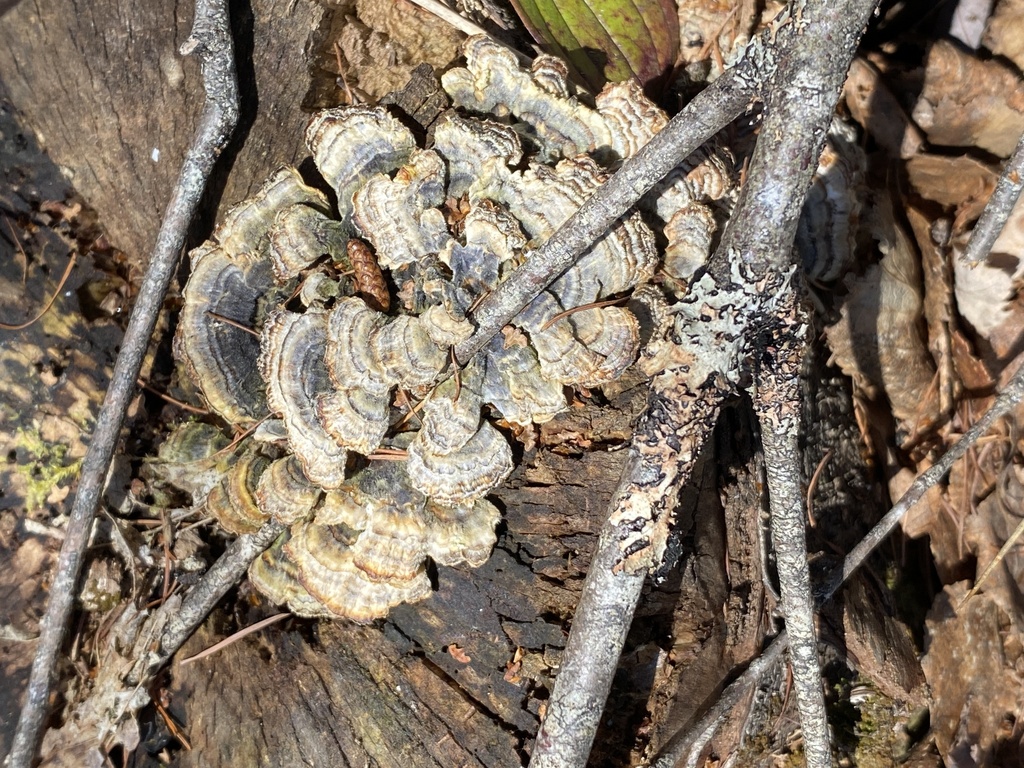 Trametes versicolor · April 2026 · photo: © pei-ott (iNaturalist, cc-by)