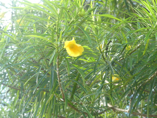Be-still tree