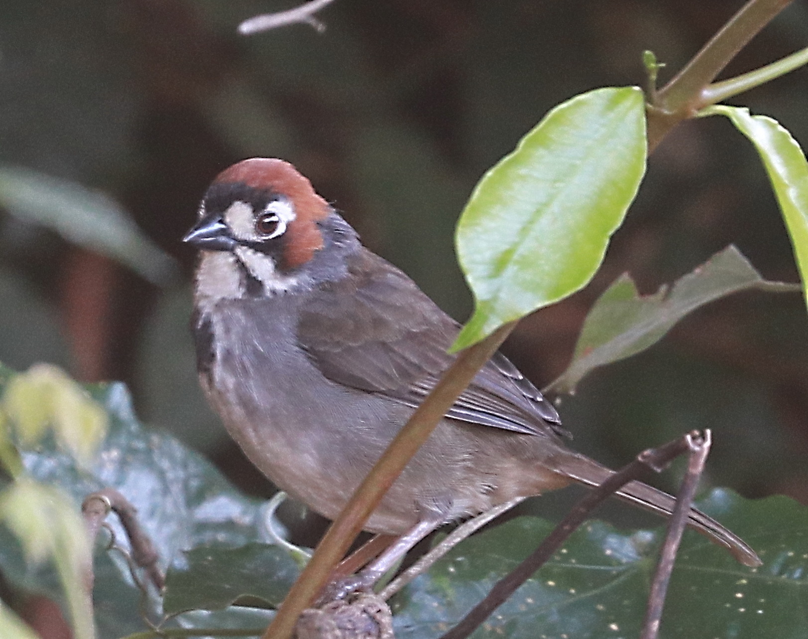 Cabanis's Ground Sparrow (Melozone cabanisi), photo 4