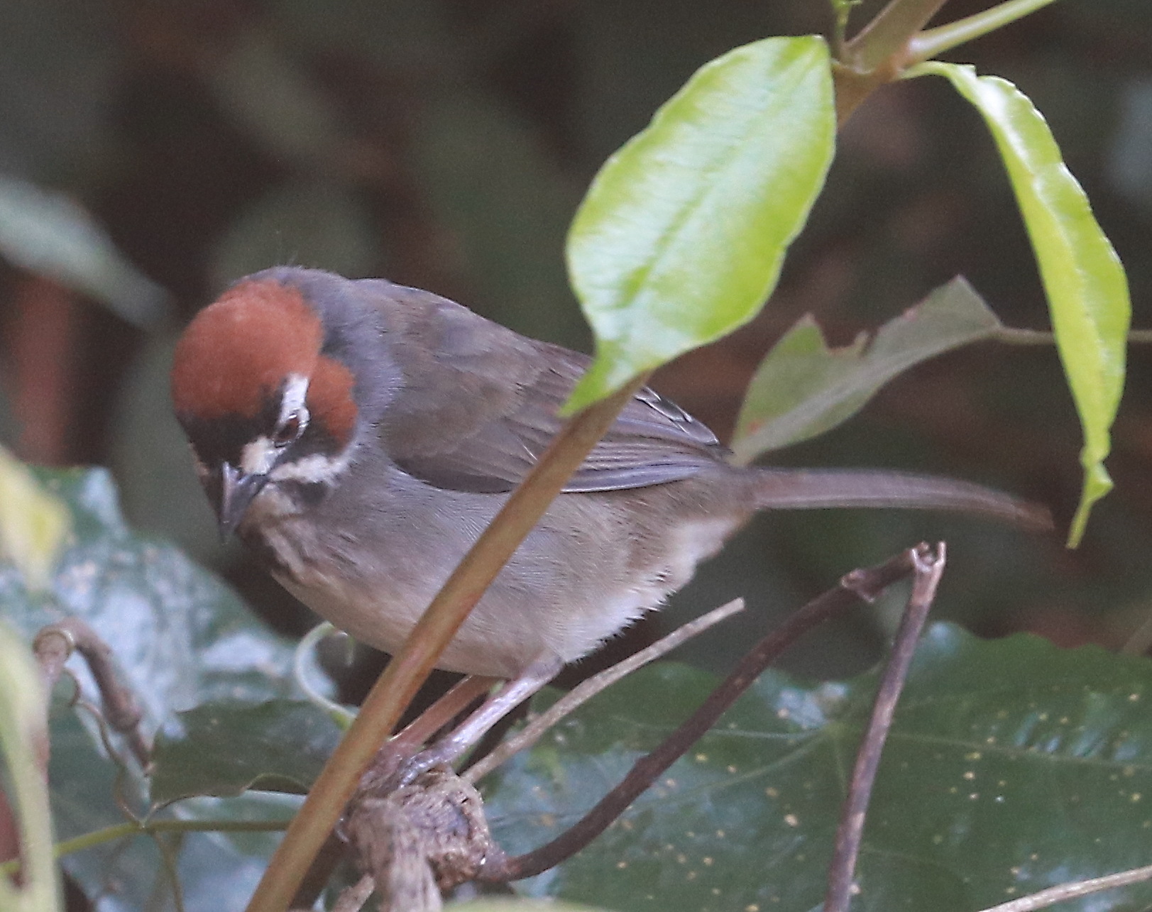 Cabanis's Ground Sparrow (Melozone cabanisi), photo 3