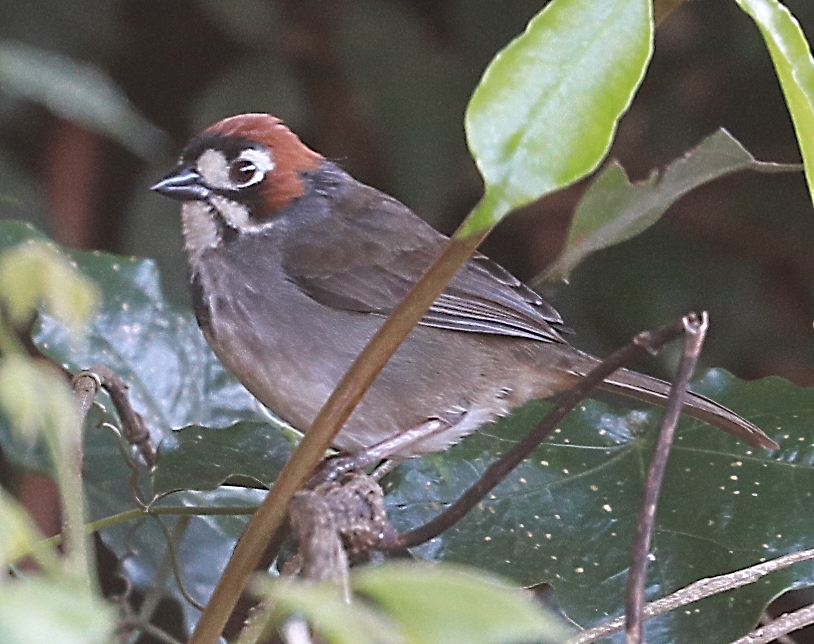 Cabanis's Ground Sparrow (Melozone cabanisi), photo 2