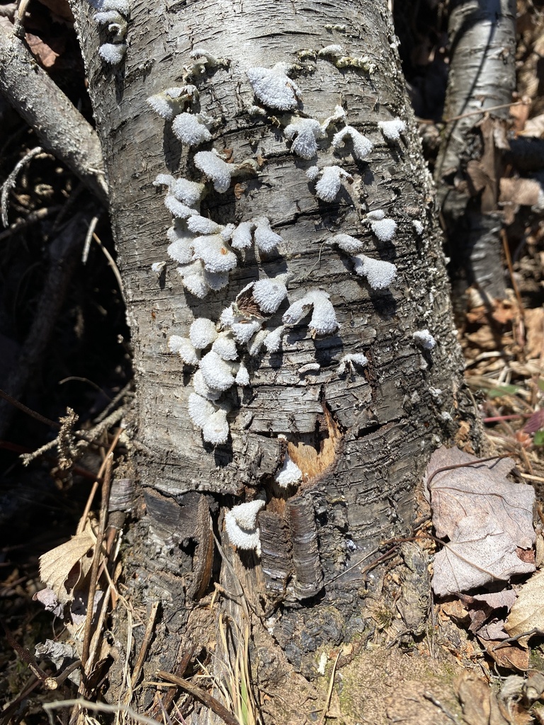 Schizophyllum commune · April 2026 · photo: © pei-ott (iNaturalist, cc-by)