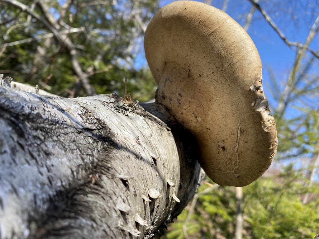 Fomitopsis betulina · April 2026 · photo: © pei-ott (iNaturalist, cc-by)
