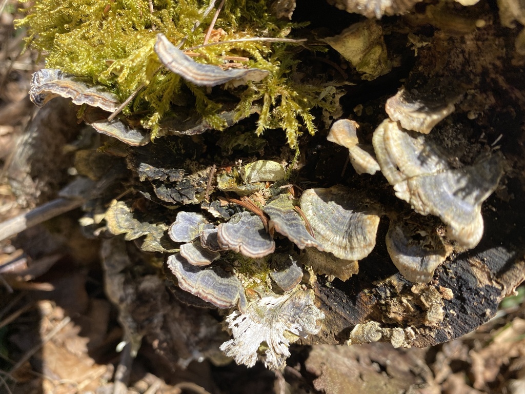 Trametes versicolor · April 2026 · photo: © pei-ott (iNaturalist, cc-by)