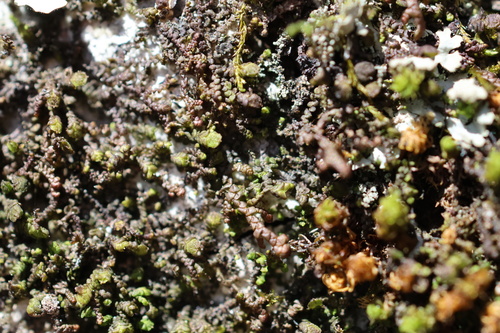 Frullania appalachiana