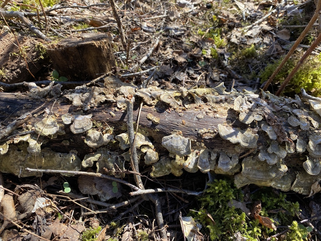 Trametes versicolor · April 2026 · photo: © pei-ott (iNaturalist, cc-by)