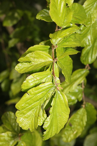 Parrotia persica