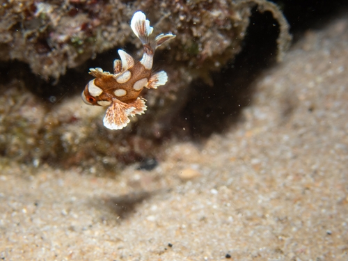Plectorhinchus chaetodonoides