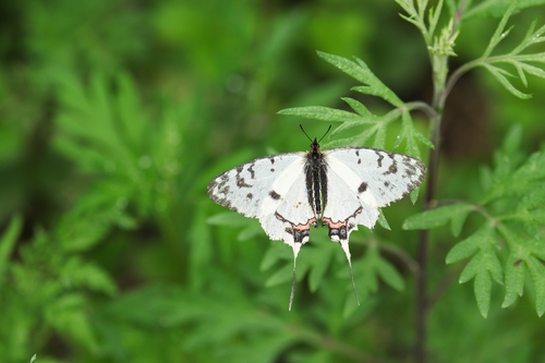 Dragon Swallowtail