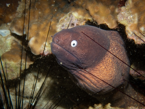 Gymnothorax thyrsoideus