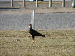 Caracara plancus
